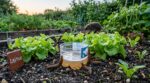 Potager dévasté par les limaces : ce piège avec une simple bouteille vide les fait disparaître en une nuit