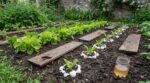 Potager dévoré : ce protocole en 3 soirs stoppe les limaces sans chimie, mais peu de jardiniers l’utilisent