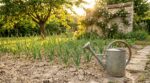 Potager : en avril, cette erreur avec vos oignons détruit la récolte sans que vous vous en rendiez compte