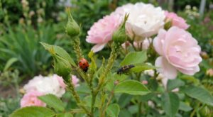 Rosiers envahis de pucerons en avril : ce petit insecte du jardin peut tout nettoyer en seulement trois jours