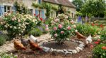Rosiers saccagés : cette « bonne idée » avec vos poules tourne au carnage si vous oubliez ce geste avant de les lâcher