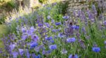 Si votre jardin est silencieux, c&rsquo;est que vous manquez cette couleur de fleurs adorée des abeilles