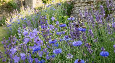 Si votre jardin est silencieux, c&rsquo;est que vous manquez cette couleur de fleurs adorée des abeilles