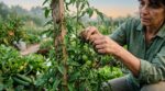 Tomates au potager : cette liane nocturne les étrangle en 3 jours et vos bons réflexes empirent tout