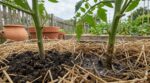 Tomates : cette erreur de paillage de 3 millimètres au pied des plants les condamne sans prévenir