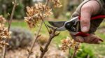 Vos hortensias sans fleurs ? Cette taille de printemps que tout le monde fait cache un piège dans les tiges
