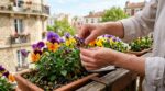 Vos pensées s’éteignent sur le balcon ? Ce geste de 2 minutes évite l’erreur qui ruine leur floraison