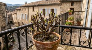 Votre laurier-rose semble mort ? Avant de le jeter, tentez cette taille que personne n’ose faire en 3 semaines