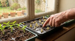 Vous arrosez vos semis chaque jour ? Ce jardinier explique pourquoi cette habitude les condamne sans que vous le sachiez