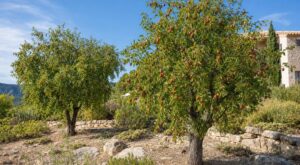 30 kg de fruits sans une goutte d&rsquo;eau : ce fruitier méconnu que les jardineries boudent, à planter d&rsquo;urgence
