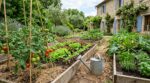 Avant de planter au potager, les débutants font tous cette erreur de surface qui ruine leurs récoltes