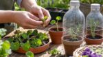 Bouturage en mai : ces 10 plantes repartent en 2 à 4 semaines si vous évitez cette erreur qui ruine tout