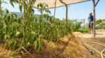 Canicule : ce maraîcher supplie de ne plus toucher à vos tomates avant ce test à 5 cm, sous peine de tout perdre