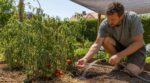 Canicule : ce simple test avant d’arroser vos tomates évite de les griller en une seule soirée