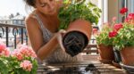 Canicule : cette habitude d’arrosage que tous les jardiniers ont avec leurs géraniums les tue en silence