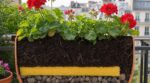 Canicules à répétition : enterrez cet accessoire de ménage au fond des pots, sinon vos fleurs grillent