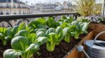 Ce chou asiatique méconnu remplace courgettes et poireaux en 2026 : les maraîchers misent déjà dessus, et vous ?