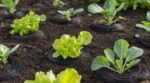 Ce déchet de salle de bain que vous jetez encore sauve le potager : les anciens l&rsquo;utilisaient contre les limaces