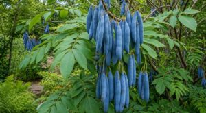 Ce drôle d’arbuste aux “saucisses bleues” comestibles pourrait vite devenir la nouvelle star de votre jardin