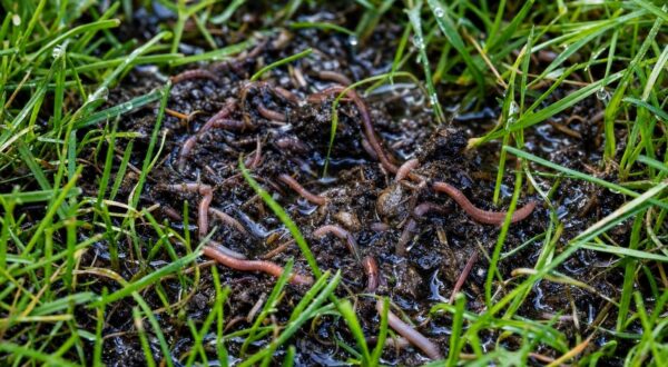 Ce seau d’eau tiède sur la pelouse fait remonter en 5 minutes ces habitants cachés qui trahissent l’état de votre jardin