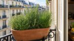 Ces 3 aromatiques à réunir dans un seul pot pour parfumer vos plats et éviter l’erreur qui fait tout jaunir