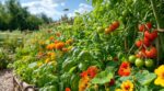 Ces 3 fleurs plantées entre vos tomates ont fait disparaître les pucerons chez moi tout l’été, sans pesticides