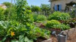 Ces 7 légumes poussent presque tout seuls : à semer en mai pour un potager d&rsquo;été, avant qu&rsquo;il ne soit trop tard