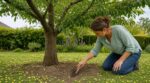 Ces cerises qui tombent avant maturité : ce geste au pied du cerisier que presque tous les jardiniers oublient