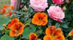 Cette fleur décorative peut devenir un poison pour les pucerons et sauver vos rosiers si vous la placez au bon endroit