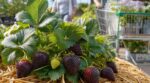 Cette fraise presque noire affole les jardineries : si vous tombez sur ce plant au parfum fou, ne le laissez pas passer