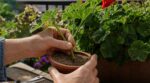 Cette méthode de fin d’été avec vos géraniums donne 5 à 10 nouveaux plants gratuits, à condition d’éviter ce piège