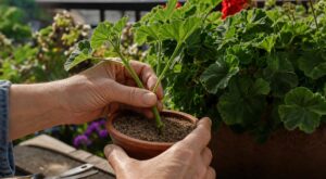 Cette méthode de fin d’été avec vos géraniums donne 5 à 10 nouveaux plants gratuits, à condition d’éviter ce piège