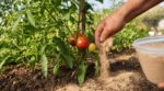 Cette poudre qui pue au pied des tomates : les maraîchers s&rsquo;en servent contre le mildiou et pour des récoltes XXL