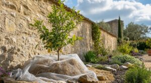 Changement climatique : cette erreur en plantant un citronnier en pleine terre dès maintenant peut tout ruiner