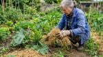 Courgettes : ce geste simple en mai au pied des plants, que les anciens faisaient toujours, double la récolte