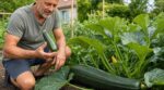 Courgettes : la taille que les jardiniers expérimentés ne dépassent jamais pour éviter de ruiner la récolte