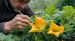 Courgettes qui jaunissent et tombent : ce geste au pinceau avant 8 h sauve votre récolte au printemps