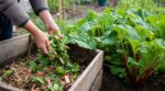 Feuilles de rhubarbe toxiques : ce geste étonnant que font les jardiniers au printemps pour le compost du potager