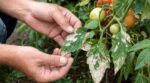 Feuilles de tomate qui blanchissent : cette erreur au jardin peut ruiner la récolte (et se corrige en 4 gestes)