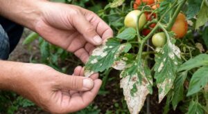 Feuilles de tomate qui blanchissent : cette erreur au jardin peut ruiner la récolte (et se corrige en 4 gestes)