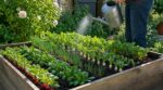 Fin mai : ces 5 légumes à semer sans attendre transforment un mini-potager vide en quelques semaines seulement