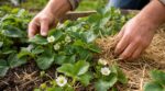Fraisiers : dès la première fleur blanche, faites vite ces gestes ou vous risquez de perdre la moitié de votre récolte