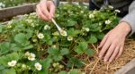 Fraisiers pleins de fleurs mais zéro fraise : ces 3 gestes à faire avant juin ont tout changé en 10 jours