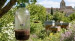 Frelons asiatiques : ce déchet de votre cafetière en fait un piège redoutable… si vous évitez cette erreur