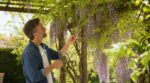 Glycine : cette erreur de date quand vous la taillez ruine toutes vos fleurs d’été sans que vous le sachiez