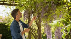 Glycine : cette erreur de date quand vous la taillez ruine toutes vos fleurs d’été sans que vous le sachiez