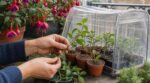 J&rsquo;ai bouturé mes fuchsias en mai avec cette astuce simple : des dizaines de plants gratuits sans dépenser plus