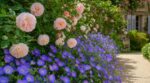 Jardin : élue « plante du siècle » à Londres, cette vivace bleue fleurit des mois sans soin, ne la ratez pas ce printemps
