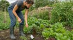 Jardin : ne jetez plus ces deux déchets, ils valent un désherbeur cher et préservent votre dos l’été