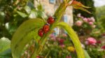 Jardin : si 2 ou 3 coccinelles s’alignent sur la même branche en mai, ne traitez surtout pas avant de savoir ça